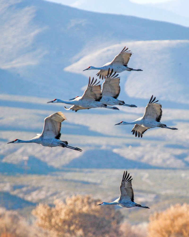 Friends of Bosque del Apache - Events