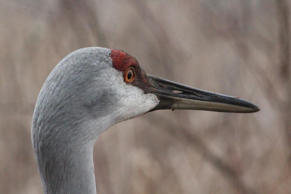 Friends of Bosque del Apache - Events