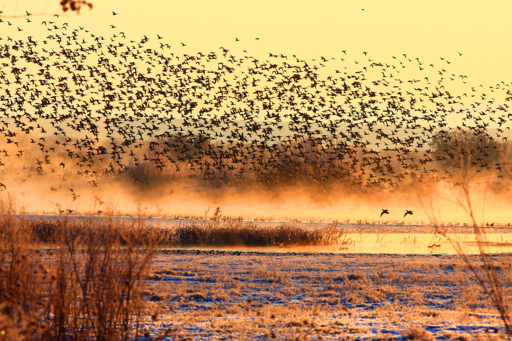 Friends of Bosque del Apache - Events